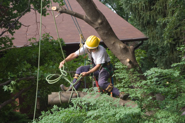 How Our Tree Care Process Works  in  Village Of Waukesha, WI