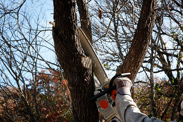 Trusted Village Of Waukesha, WI Tree Care Experts