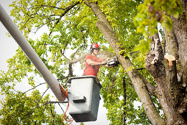 Best Hazardous Tree Removal  in Village Of Waukesha, WI